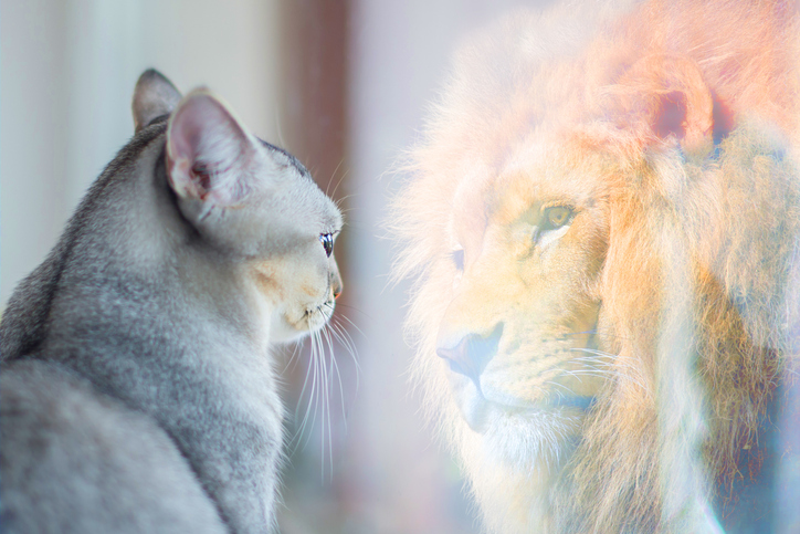 cat with a lion's reflection