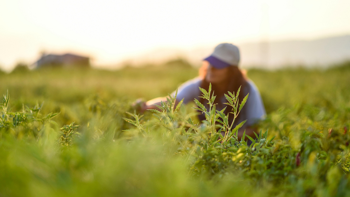 farmer in a field